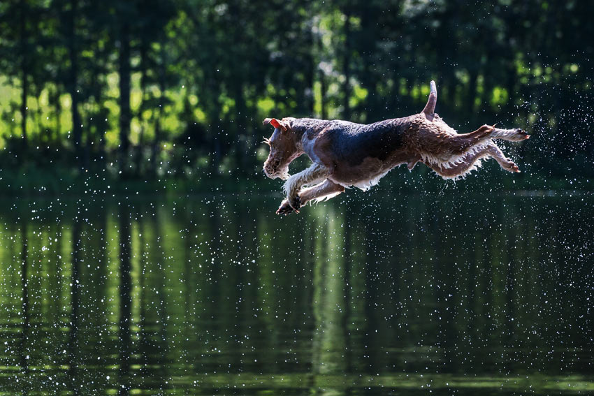 En varm hund svalkar sig igenom att hoppa ner i en kall sjö