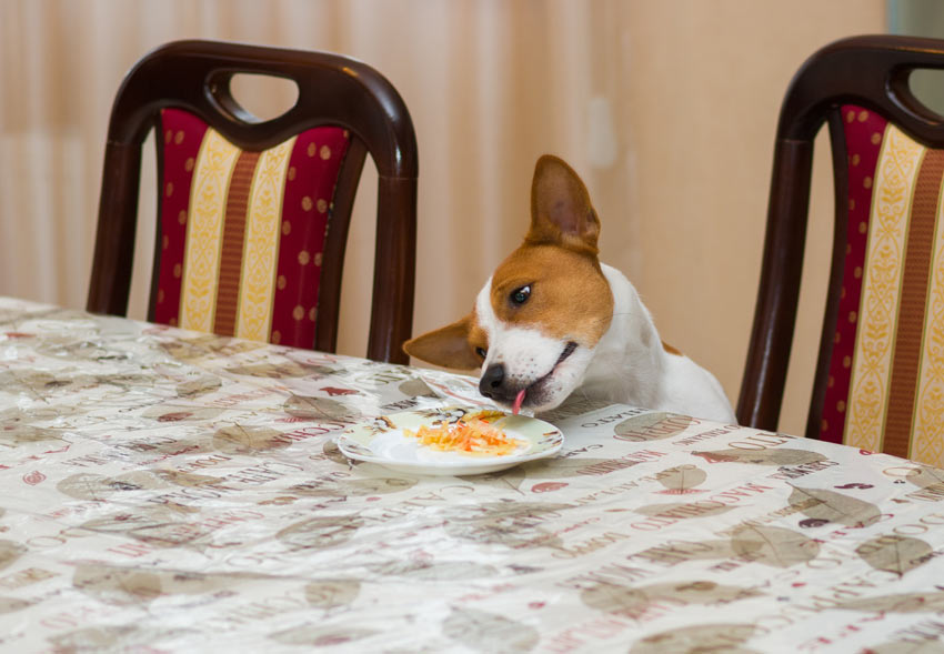 En liten Jack Russell äter från en tallrik