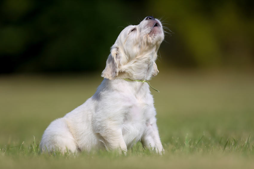 En liten labradorvalp skäller och ylar