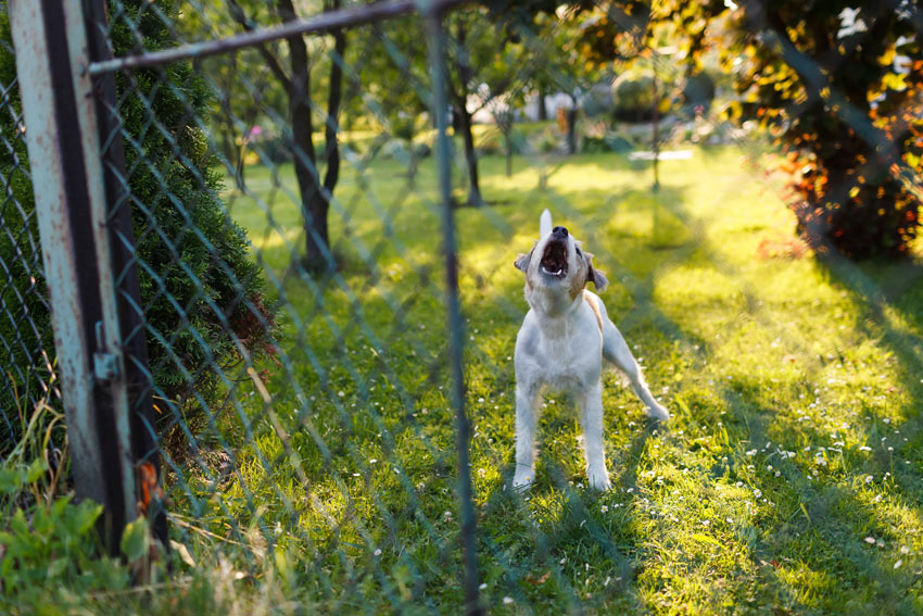 En liten terrier skäller på sina ägare