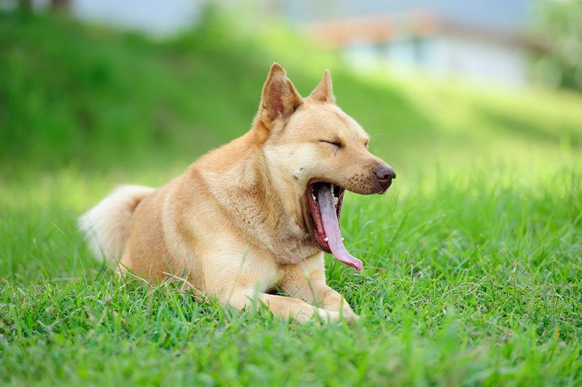 En superfin vuxen hund gäspar liggandes på gräset