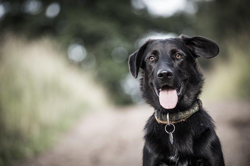 En vacker svart hund med ett fint halsband