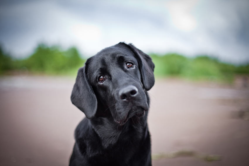 En fin svart labrador retriever ser ledsen ut