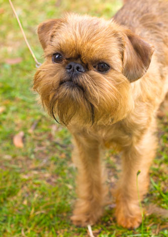 En vacker liten griffon bruxellois