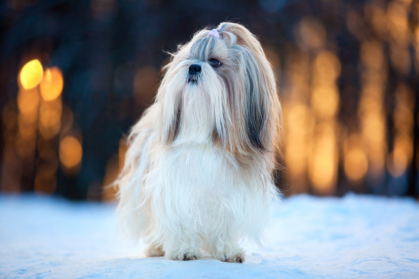 En gullig liten shih tzu med en vacker lång päls