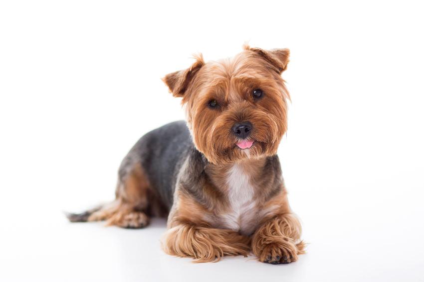 En gullig liten yorkshireterrier