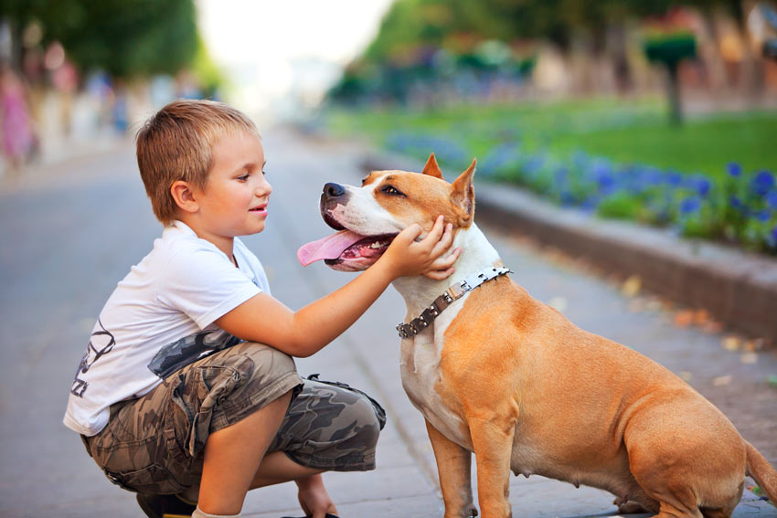 En gullig liten hund sitter med en pokje