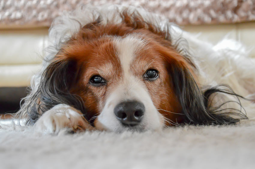 En gullig liten spaniel vilar huvudet på mattan