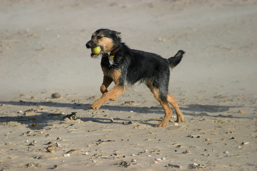 En blandrashund springer på stranden