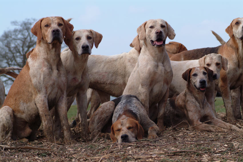 En flock engelska foxhounds med vacker, kort och mjuk päls