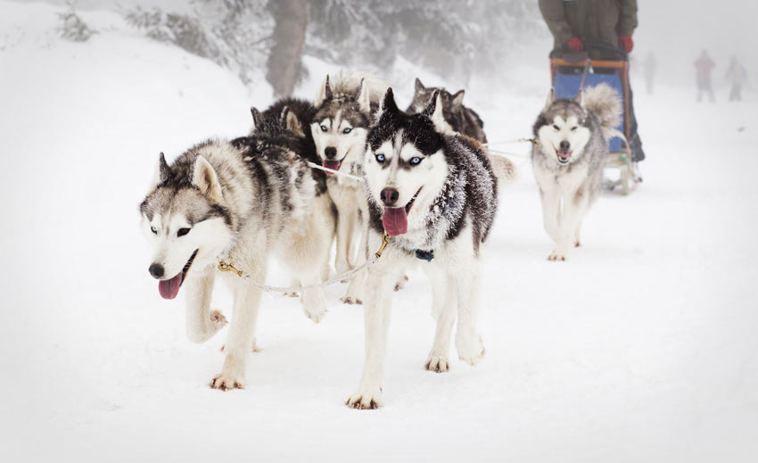 En flock siberian huskys som är avlade för att naturligt dra