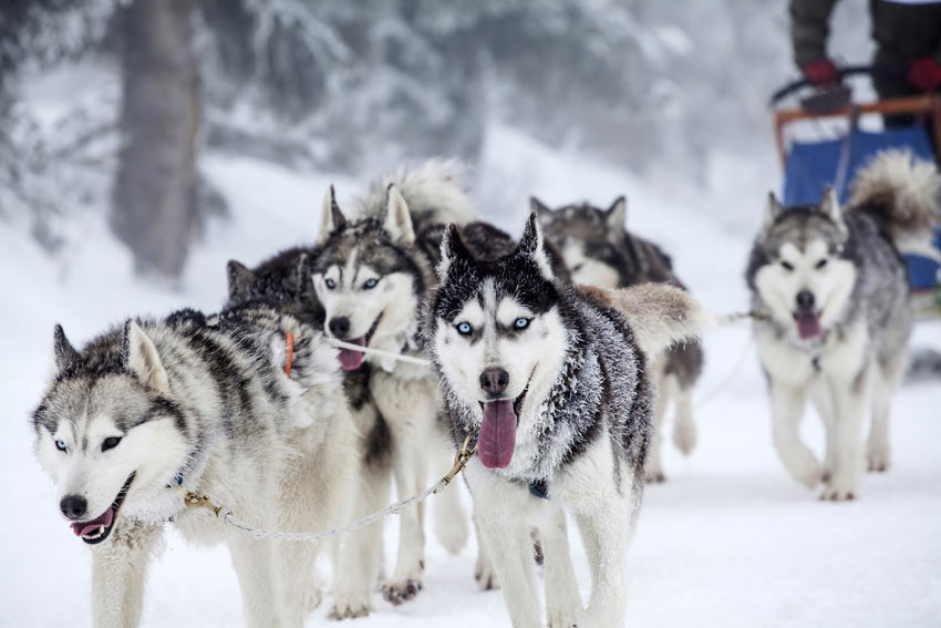 En flock siberian huskies drar en släde