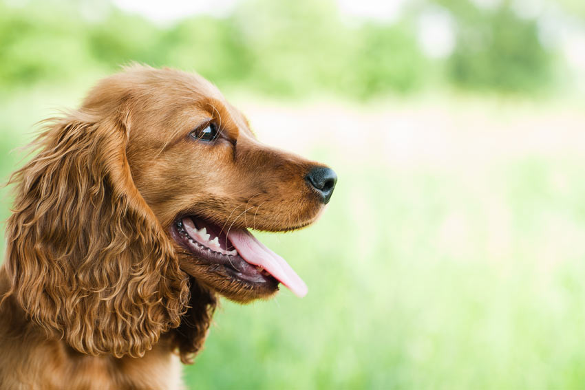 Ett porträtt på en vacker brun cocker spaniel