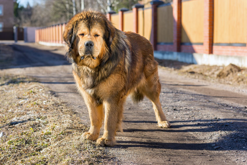 En lång och muskulös tibetansk mastiff