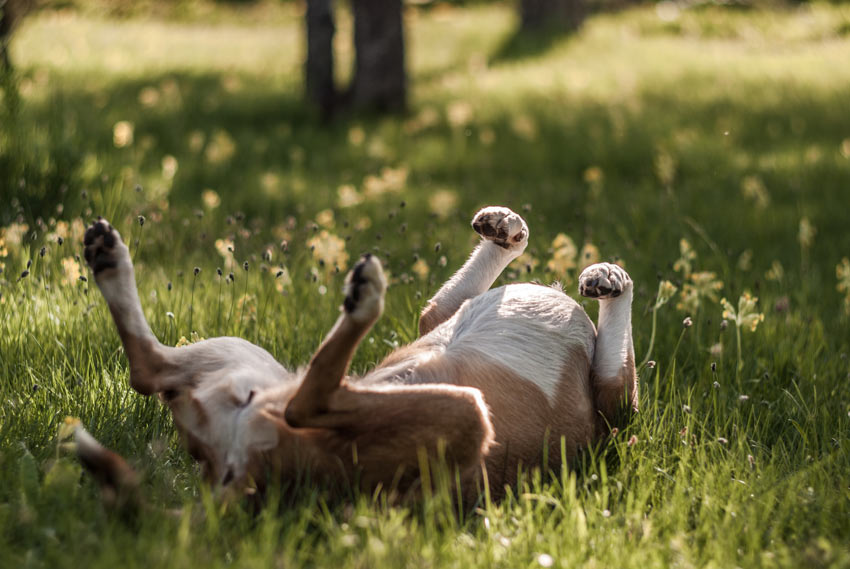 En väldigt glad hund rullar omkring på gräset i solen