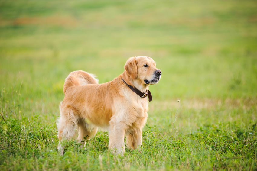 En väldigt frisk och glad golder retriever