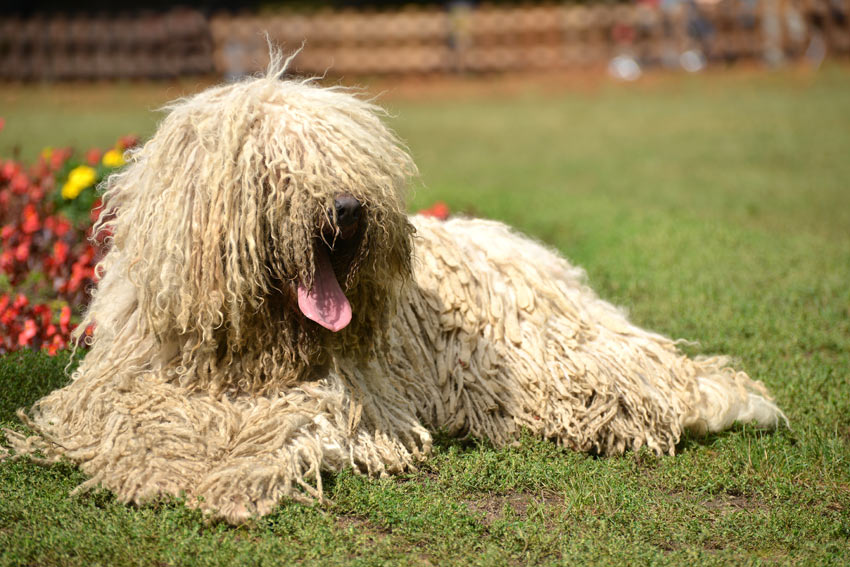 En vit, lockig komondor ligger utomhus