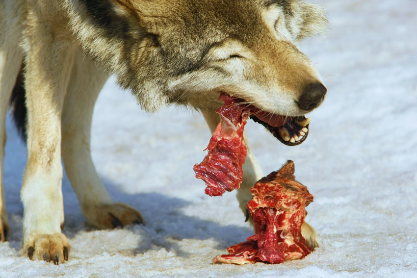 En varg tuggar på en bit rått kött