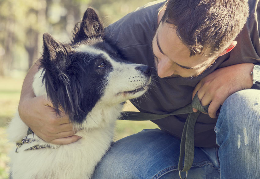 En fin och intelligent collie njuter av sin ägares sällskap