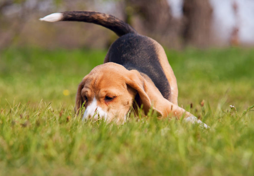 En underbar liten beaglevalp letar efter saker i gräset