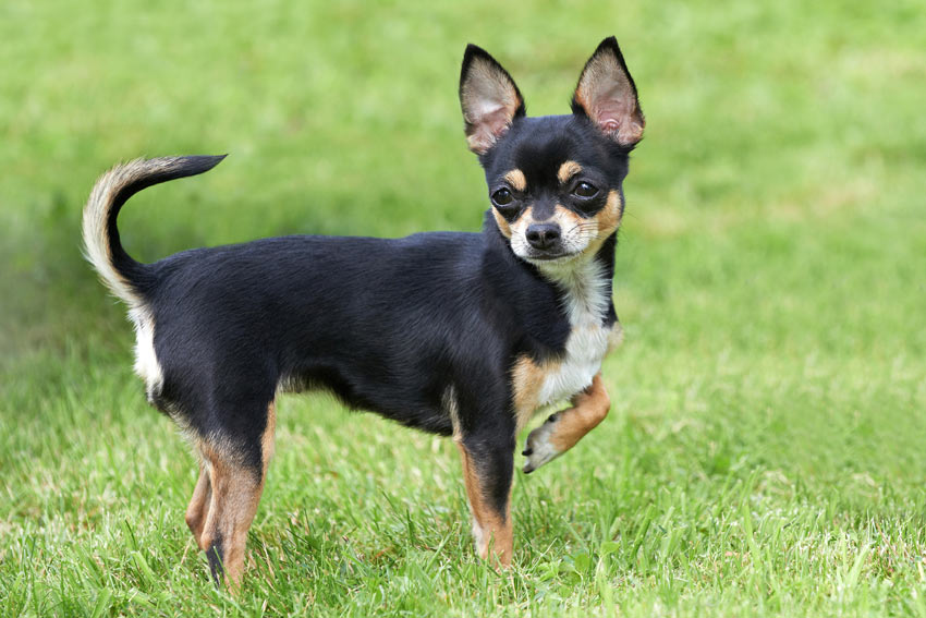 En gullig liten chihuahua med stora öron