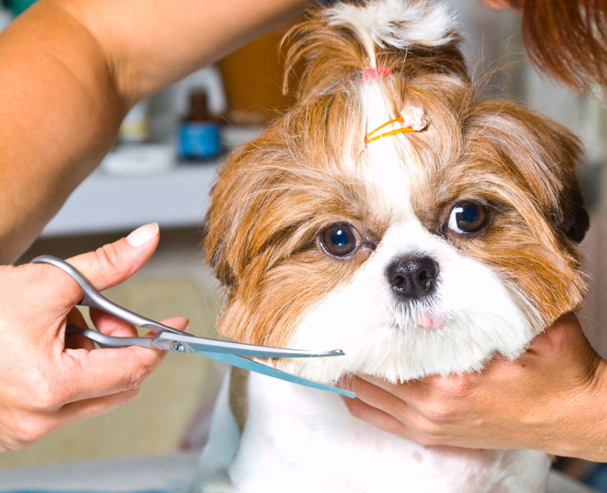 En underbar liten shih tzu njuter av få pälsen klippt