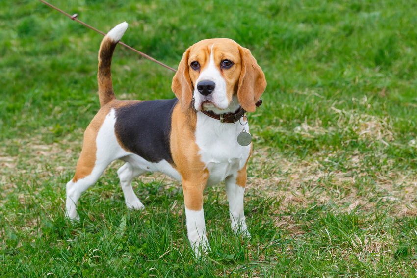 En underbar renrasig beagle