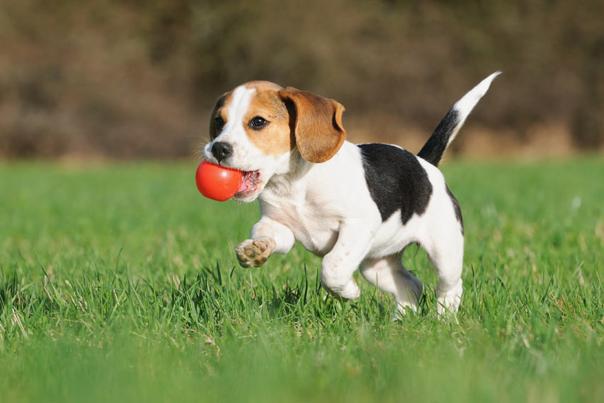 En ung beagle leker med en boll