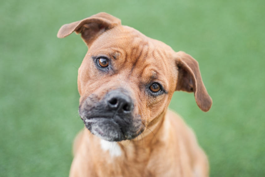 En ung staffordshire bullterrier skakar på huvudet