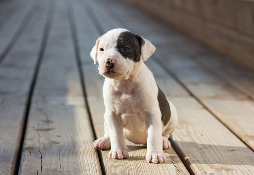 En ung staffordshire bullterrier sitter