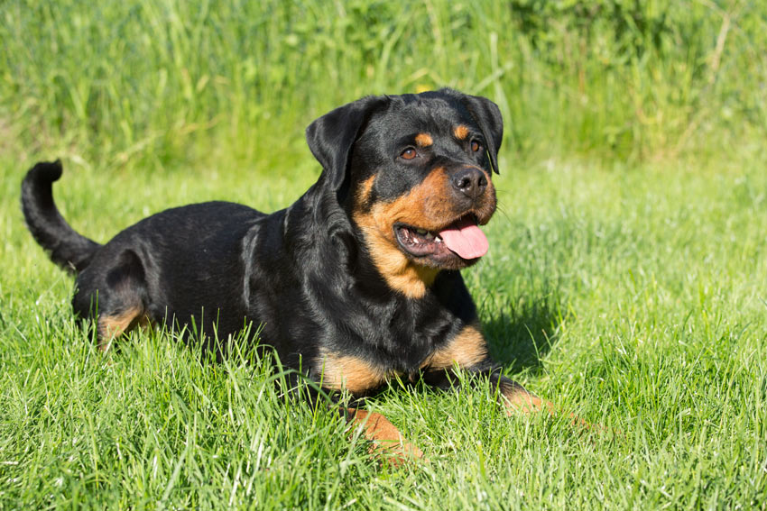 En ung rottweiler ligger på gräset