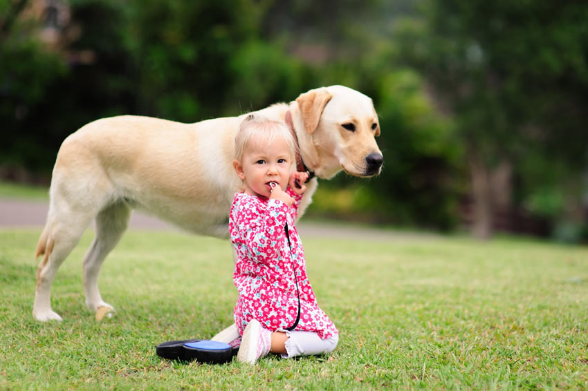En flicka ute med sin labrador
