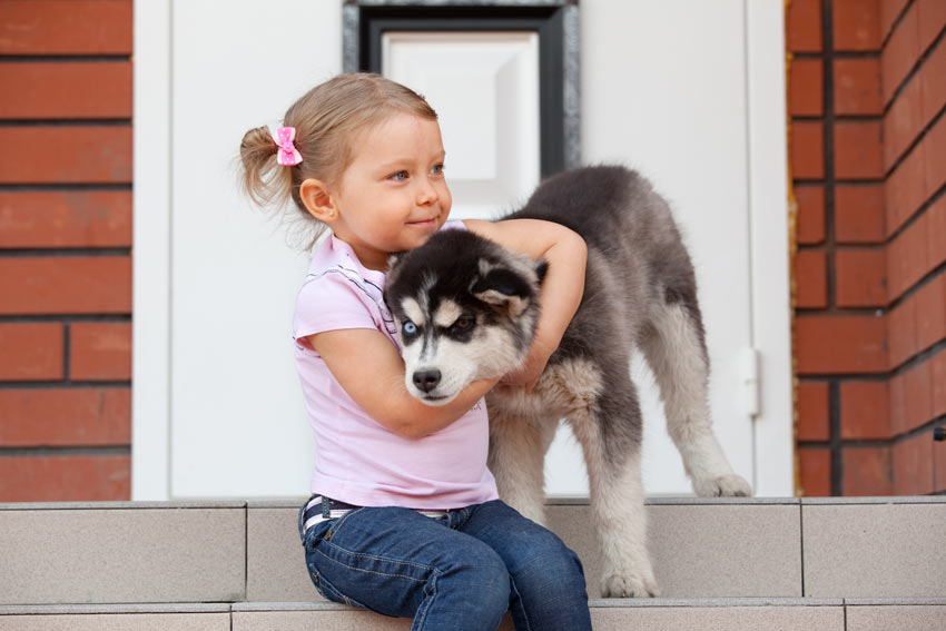 En flicka med en siberian husky-valp