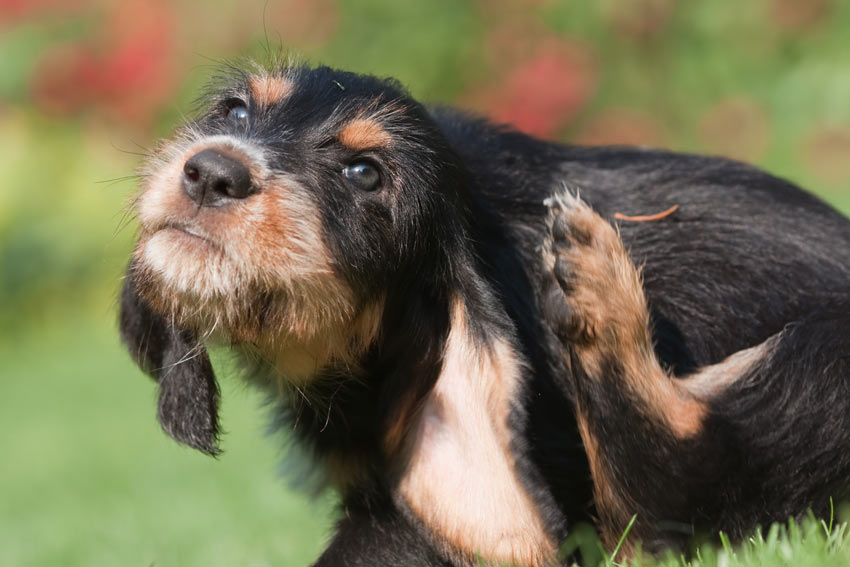 En ung strävhårig terrier kliar sin päls