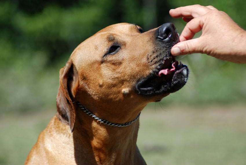 Belöna alltid din hund när hen kommer tillbaka till dig