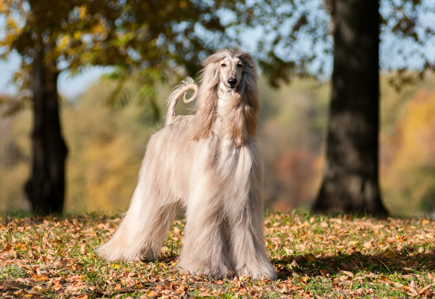 En afghanhund med en otroligt lång päls