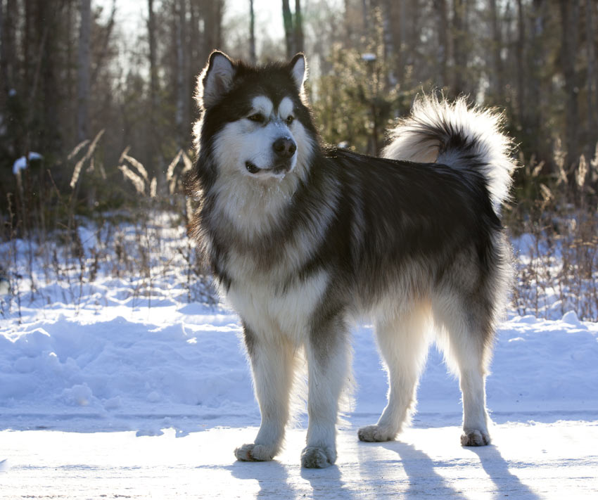 En alaskan malamute med en vacker tjock päls