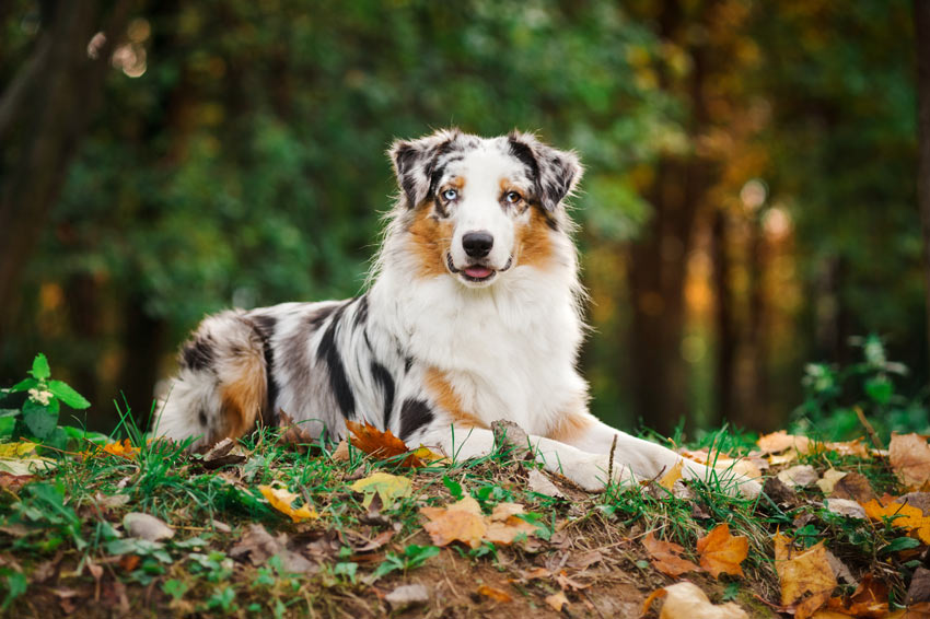 En australian shepherd med en tjock päls