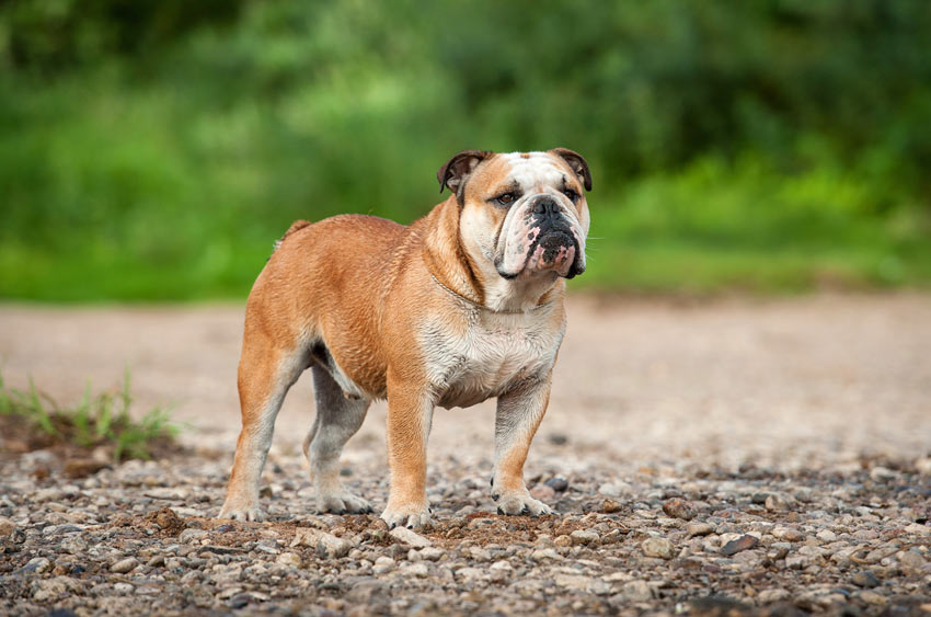 En engelsk bulldog står ståtligt