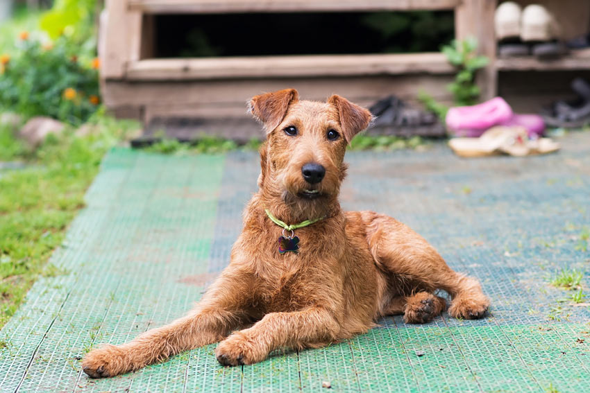 En irländsk terrier med strävhårig päls