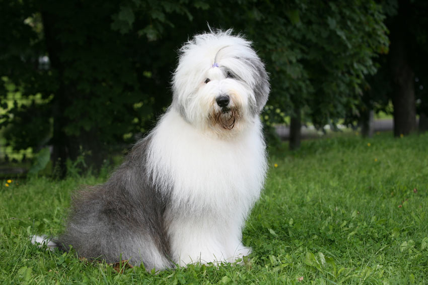En old english sheepdog med vacker lång päls