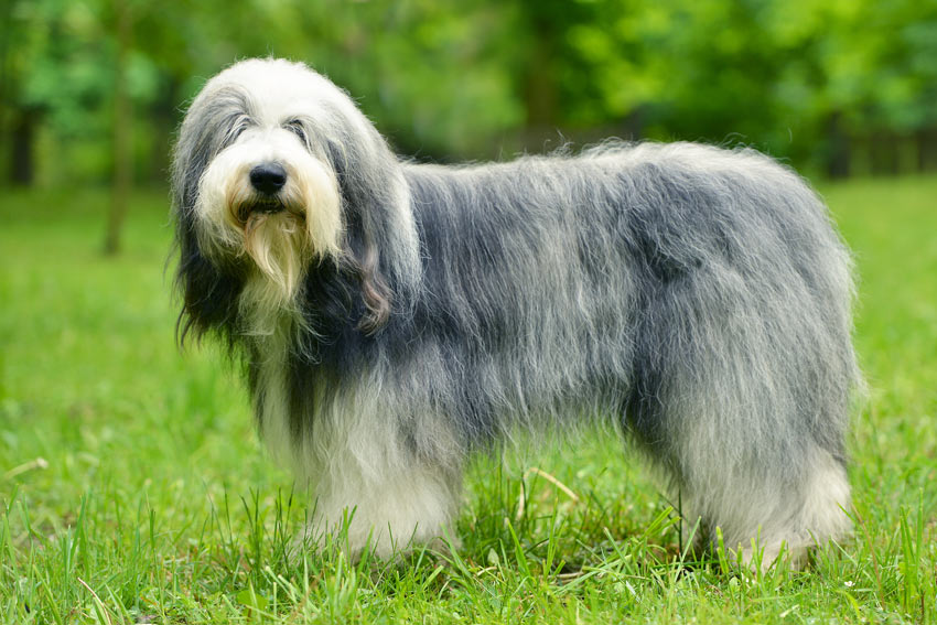 En old english sheepdog med vacker skött päls