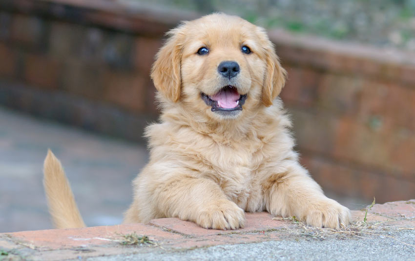 En supergullig golden retriver-valp