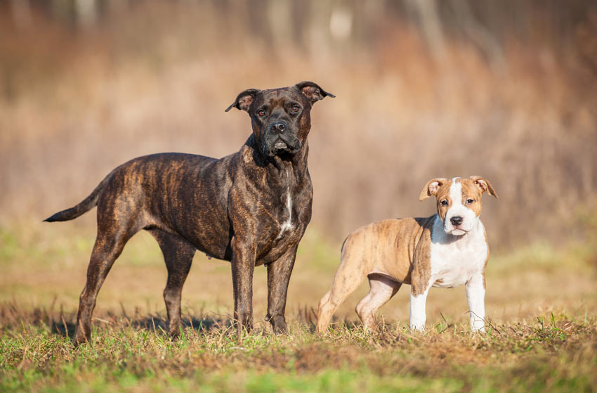 En vuxen staffordshire bullterrier med sin valp
