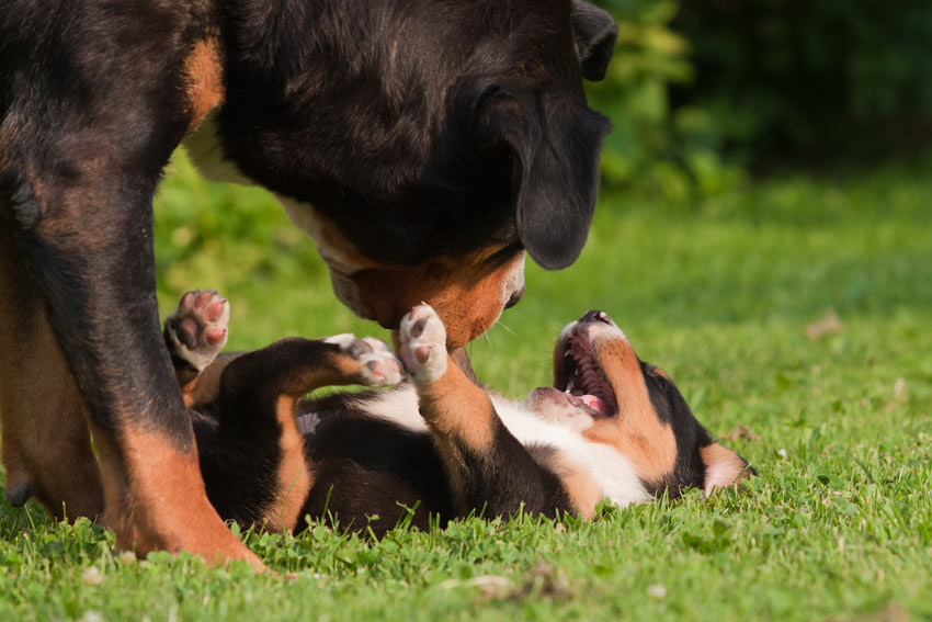 En vuxen hund leker med sin vackra lilla valp