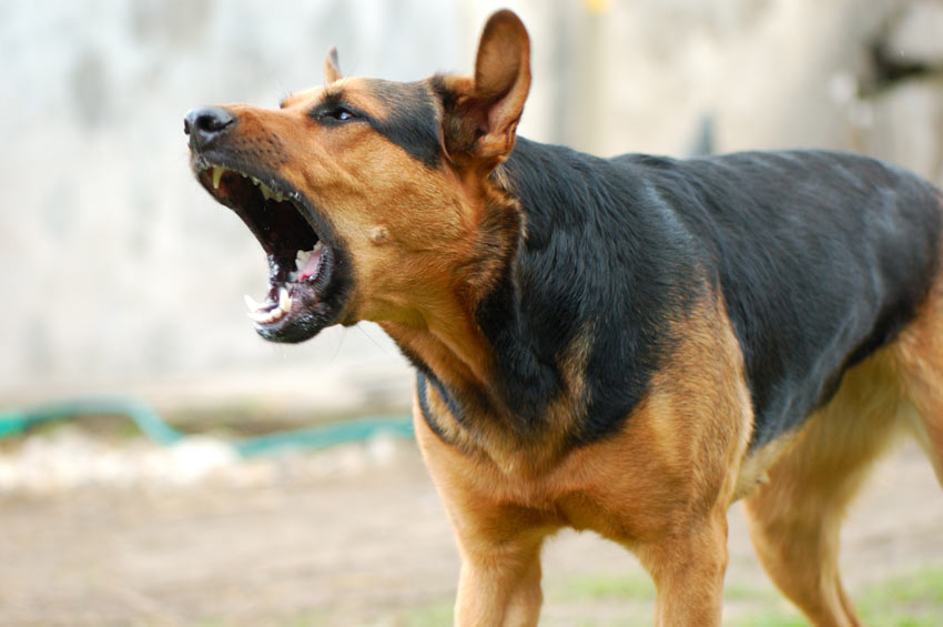 En aggressiv hund biter i försvar om hen utmanas
