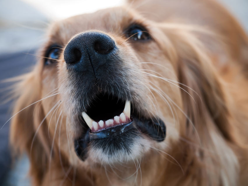 En arg golden retriever skäller på en annan hund