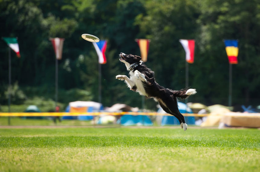 En atletisk bordercollie på en hundtävling