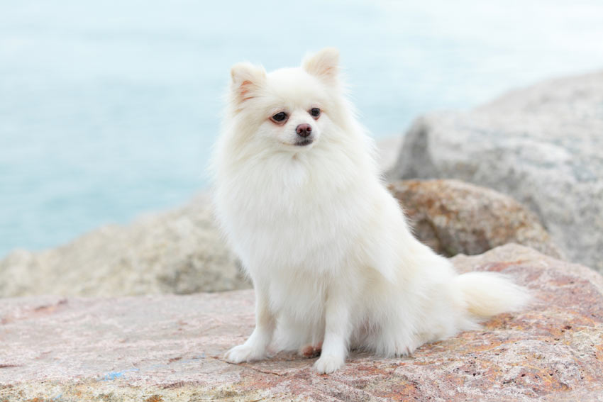 En elegant vit pomeranian