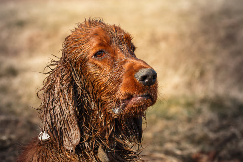En spännande hundpromenad låter din hund hitta stora leriga pölar